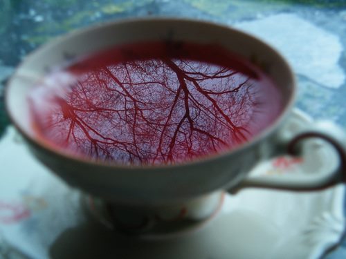 tea in cup porcelain cup red tea reflexion of tree branches 