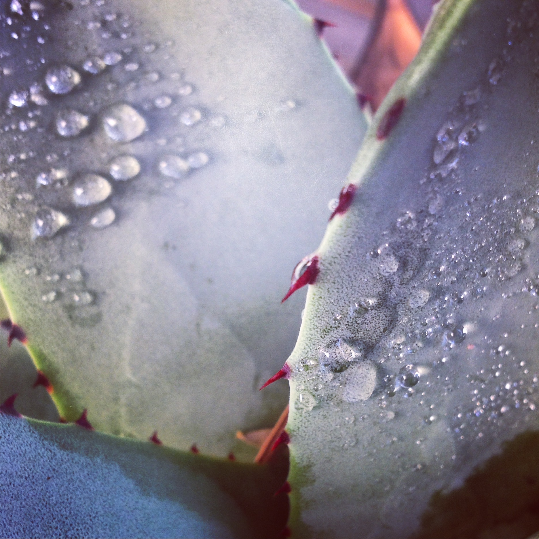 cactus close-up